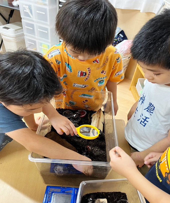 繭の糸 こども園：カブトムシの飼育 幼虫から育てました。