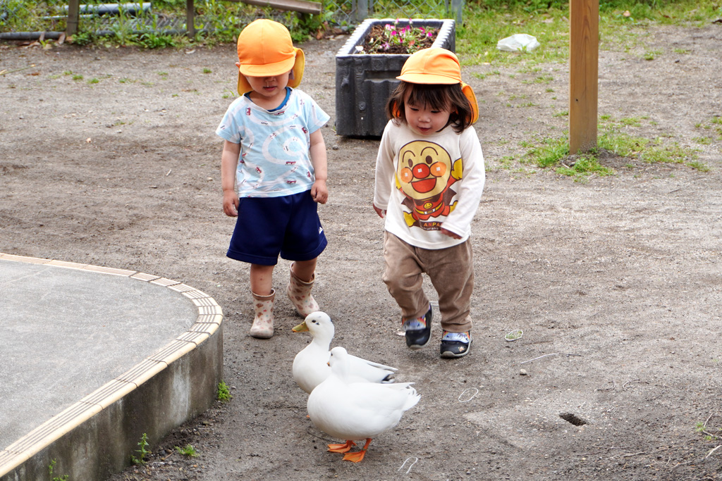 わかば森のこども園：あひる