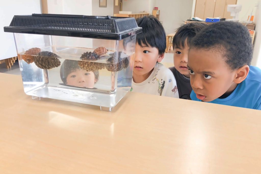 ヒューマンアカデミー大倉山保育園:松ぼっくり実験
