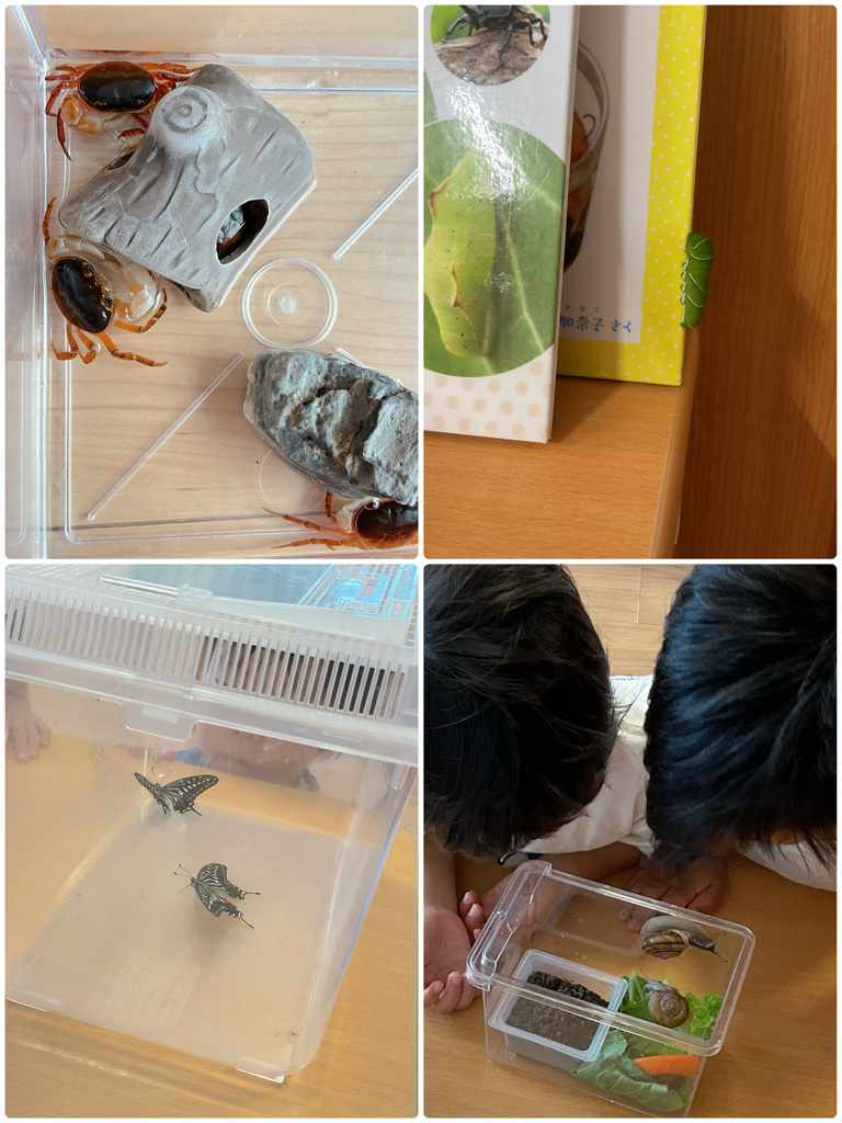 愛光みなみ保育園サンクレール:様々な生き物