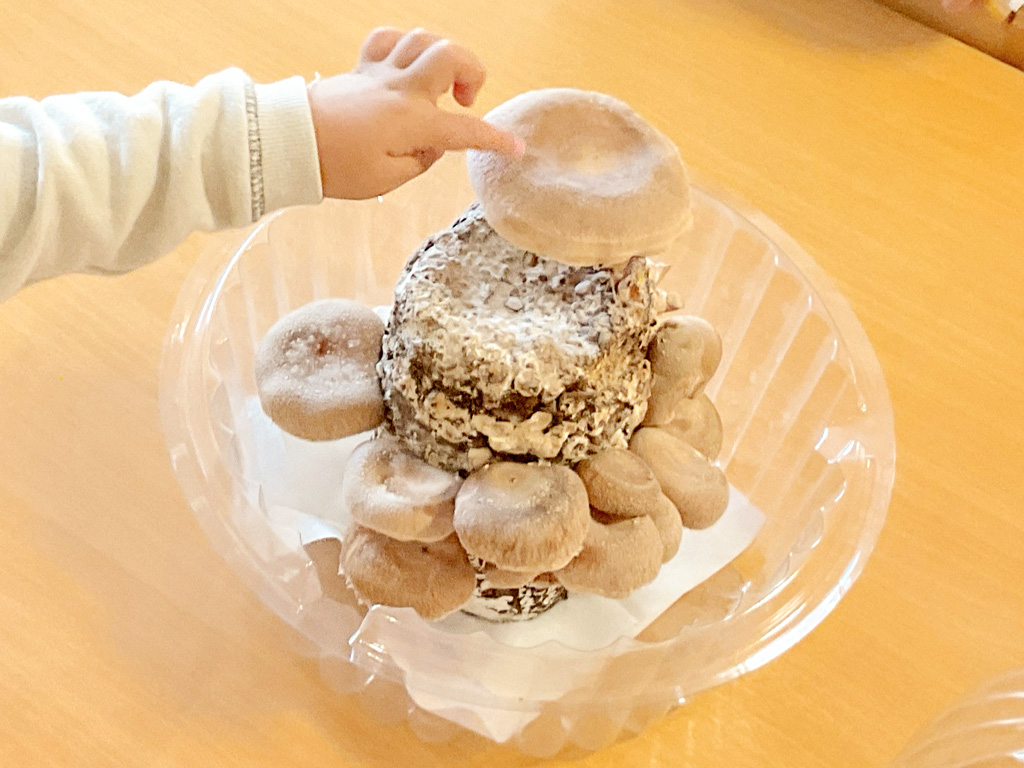 愛光みなみ保育園サンクレール:シイタケ栽培